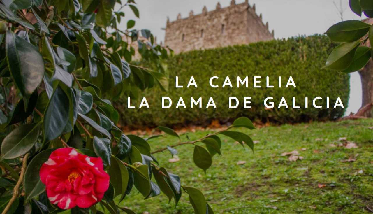 borde lanzadera Adición La camelia, la dama de Galicia - El Blog de Galicia Máxica