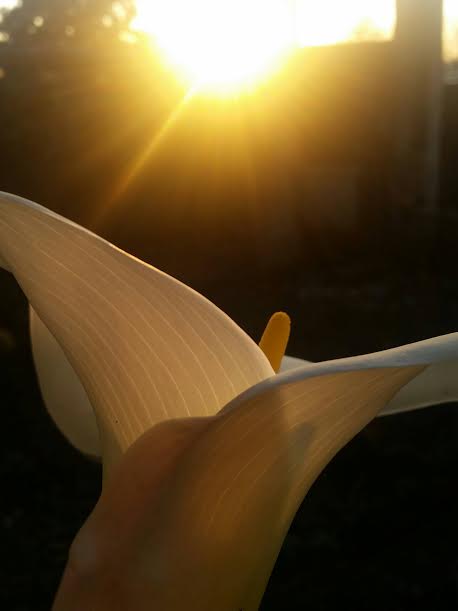 2c43edff-3c37-4193-b78f-bcfdd690cb52