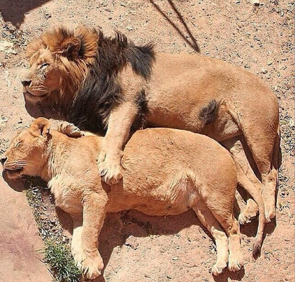 2f9c36f68c4c1b6169f3d3d60c982738