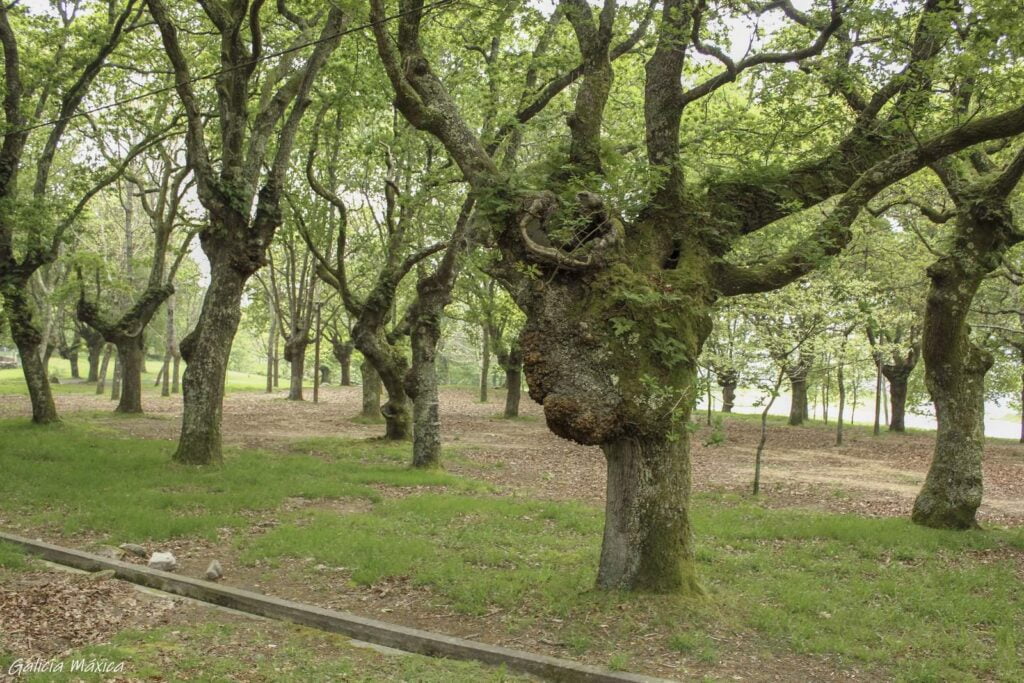 Carballeira de San Xusto
