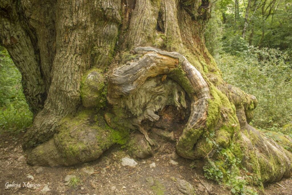 Castaño de la Ribeira Sacra