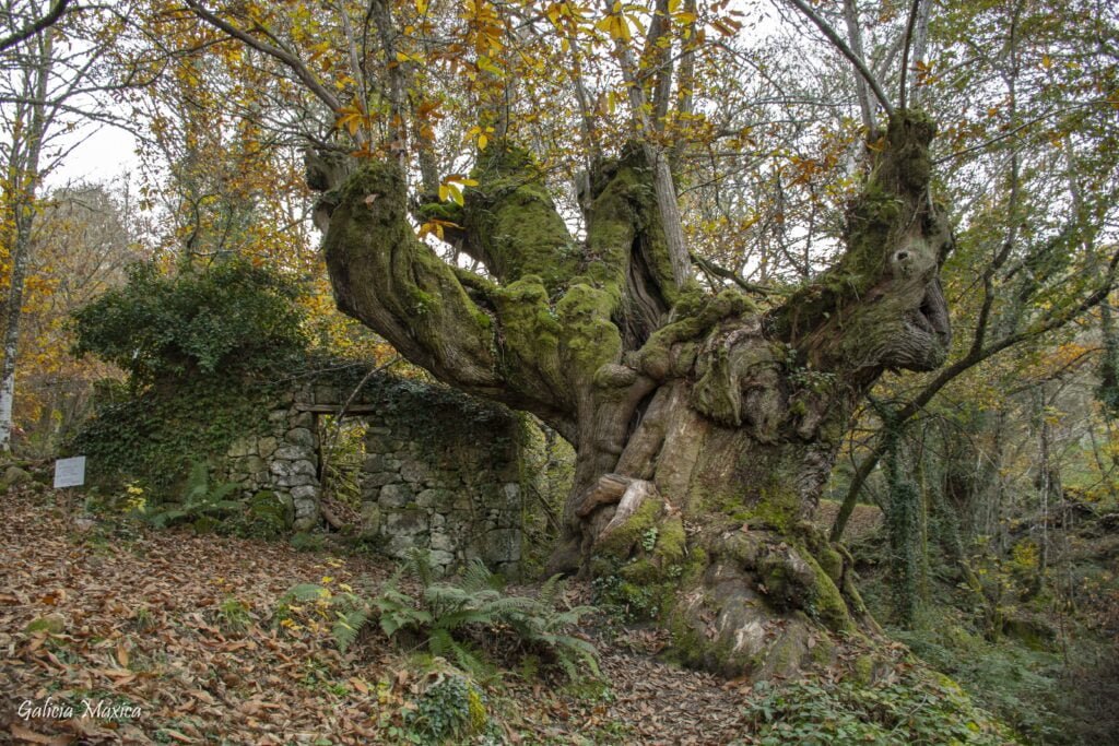 Castaño en Otoño