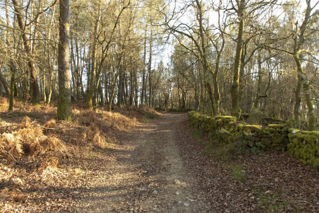 Camino hacia la tumba