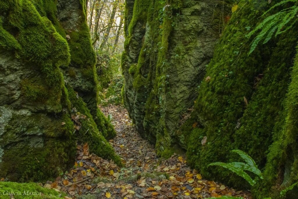 Bosque de Os Grobos