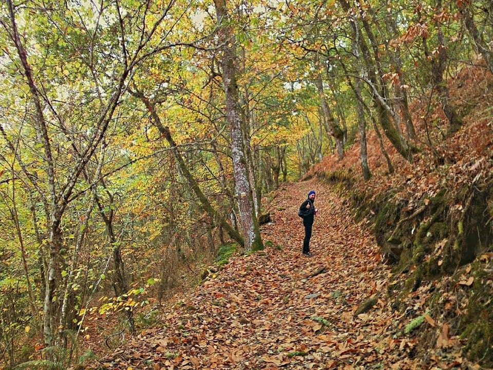 Ruta "Os Bosques Máxicos"