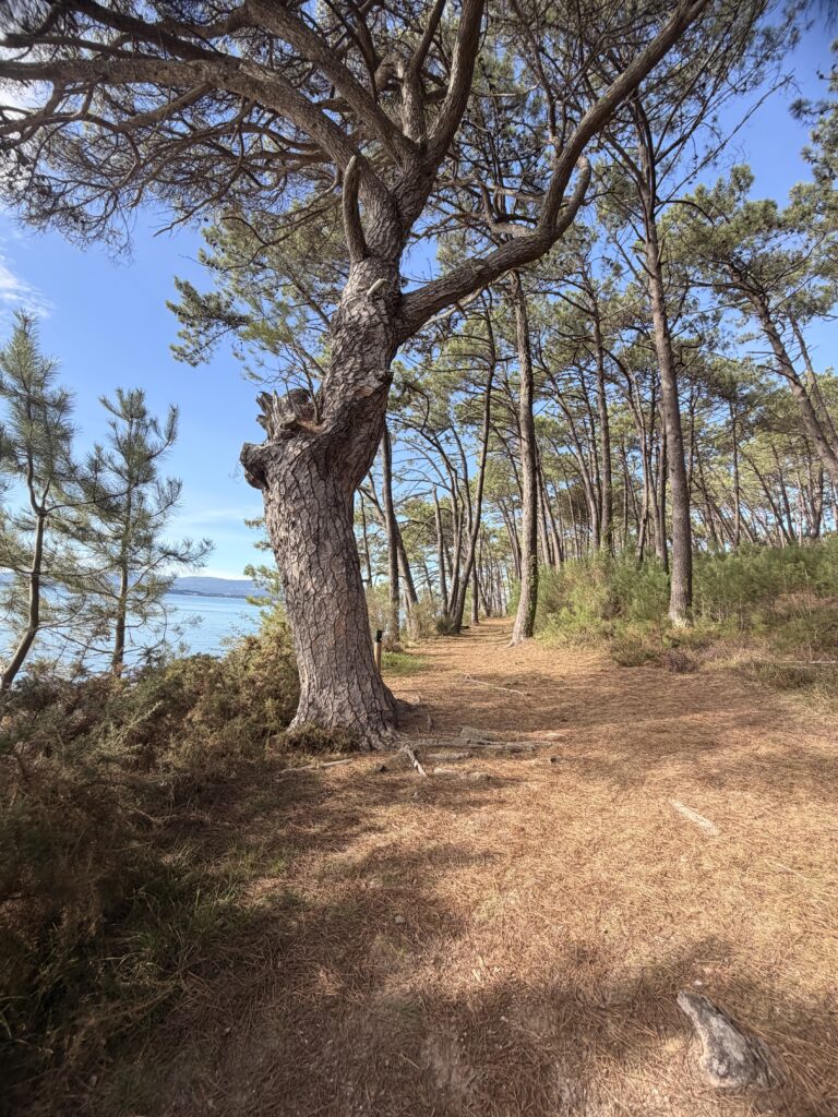 camino en la ruta circular de la isla de Cortegada