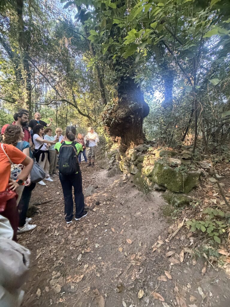 ÁRbol come piedras en la isla de Cortegada